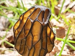 Morchella semilibera