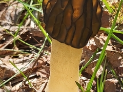 Morchella semilibera