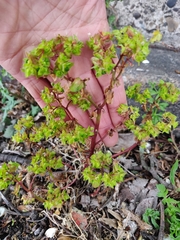 Euphorbia peplus