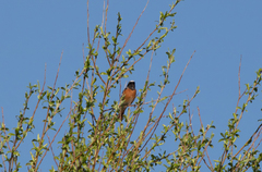 Phoenicurus phoenicurus