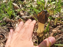 Morchella semilibera