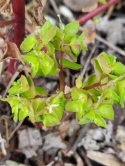 Euphorbia peplus