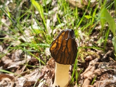 Morchella semilibera