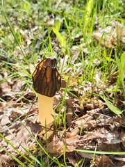Morchella semilibera