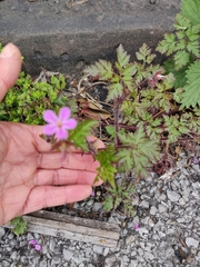 Geranium robertianum