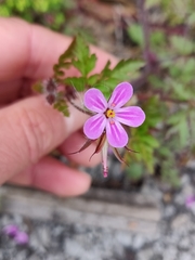 Geranium robertianum