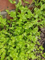Stellaria media