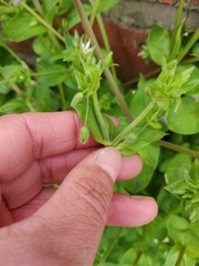 Stellaria media
