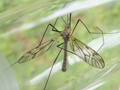 Tipula pseudovariipennis