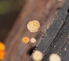 Marasmius alveolaris