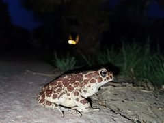 Bufotes boulengeri
