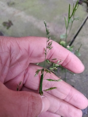 Poa annua