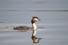 Podiceps cristatus