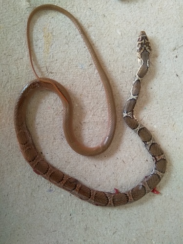 Sharma's Racer