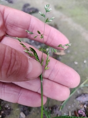 Poa annua