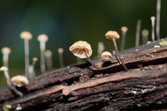 Marasmius alveolaris
