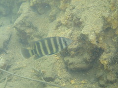 Heterotilapia buettikoferi