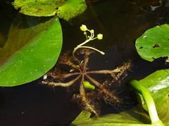 Utricularia inflata