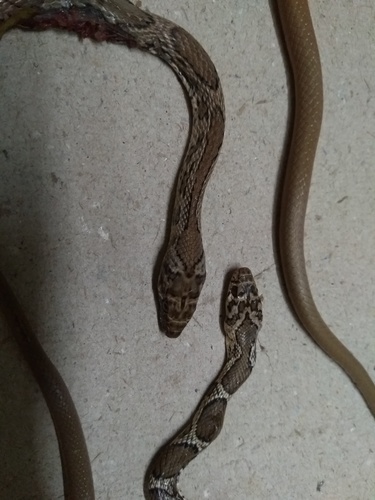 Sharma's Racer