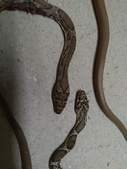 Platyceps bholanathi