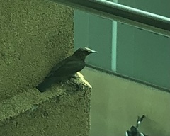 Dicrurus macrocercus