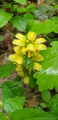 Lamium galeobdolon