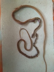 Platyceps bholanathi