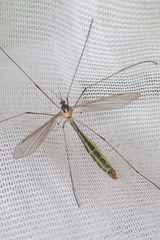 Cylindrotoma distinctissima