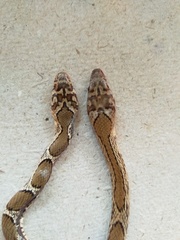 Platyceps bholanathi