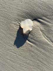 Rhizostomatoidea