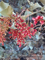 Grevillea wickhamii