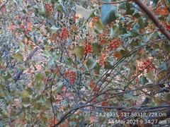 Grevillea wickhamii