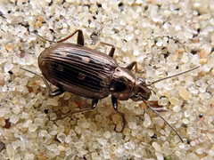 Bembidion argenteolum