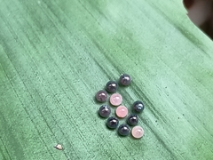 Faunis canens arcesilas