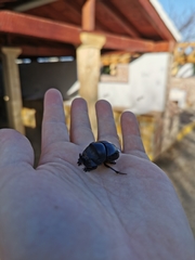 Copris hispanus hispanus