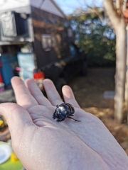 Copris hispanus hispanus