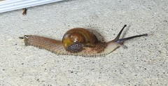 Stanisicarion aquila