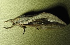 Abantiades labyrinthicus