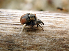Gymnetron veronicae