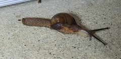 Stanisicarion aquila