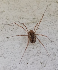 Megabunus diadema