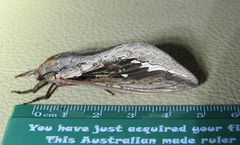 Abantiades labyrinthicus