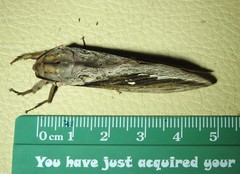 Abantiades labyrinthicus