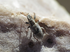 Sitona discoideus