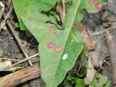 Puccinia variabilis