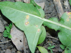 Puccinia variabilis