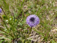 Globularia