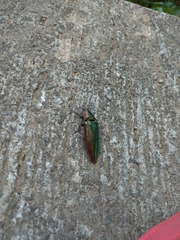 Campsosternus auratus