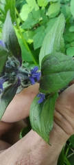 Ajuga reptans