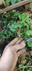 Glechoma hederacea